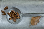 Beech seeds (Fagus sylvatica) on a metal ladle