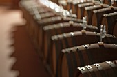 Row of oak barrels of fermenting wine