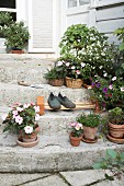 Potted flowering plants and DIY cane shoe rack on stone steps