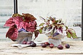 Autumnal arrangement of potted Rex begonias wrapped in napkins on windowsill