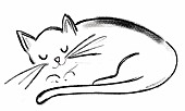 Illustration: Liegende Katze