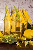 Homemade lime blossom syrup for gifting