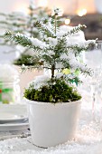 Small potted fir tree decorated with moss and artificial snow