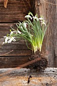 Snowdrop plants with root ball and soil