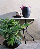Vase and crockery on console table next to foliage plant in black container