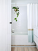 Plant hanging from shower curtain rod above bathtub in bright bathroom