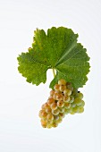 The Sylvaner, Silvaner or Johannisberger grape with a vine leaf