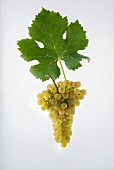 The Lafnetscha grape with a vine leaf
