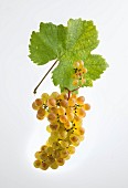 Räuschling, a grape variety from Lake Zurich, Switzerland