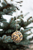 Hand-made bird-cake ball hung from branch of blue spruce