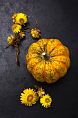 Gorgonzola-Kürbis und gelbe Strohblumen auf schwarzem Untergrund