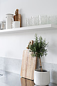 Small standard rosemary in white pot below white kitchen shelf