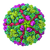 Chikungunya virus, illustration