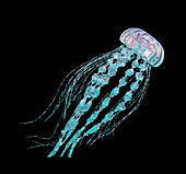 Jellyfish, illustration