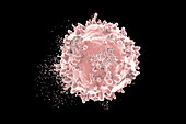 Destruction of leukaemia blood cell, illustration