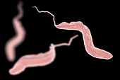 Sleeping sickness parasite, illustration