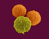T lymphocytes and neutrophil, SEM