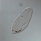 Paramecium multimicronucleatum, LM