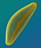 Pennate marine diatom (Cymbella sp.), SEM