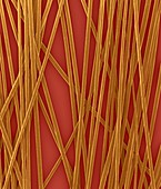 Human hair shafts, SEM