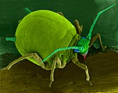 Cotton aphid on a leaf, SEM