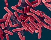 E. coli, bacterium, SEM