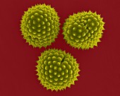 Ragweed pollen (Ambrosia psilostachya), SEM