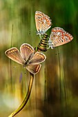 Three butterflies on plant