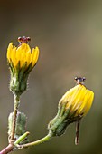 Two damselflies on yellow flowers