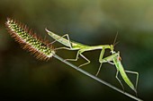 Two male praying mantis