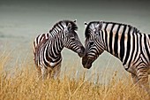 Mother and baby zebra