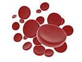 Red blood cells