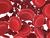 Red blood cells