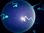 Human sperm and egg