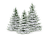 Three pine trees covered in snow