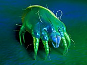 Dust mite