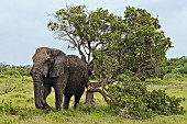 Elefant im Wildpark 'iSimangaliso-Wetland-Park' in Südafrika
