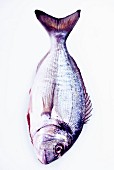 A whole sea bream with tail and side fins on a white background