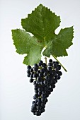 A bunch of 'Syrah' grapes with a grapevine leaf