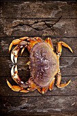 Softshell crab (New England, USA)