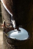 Rubber from a rubber tree collects in a coconut shell on a branch
