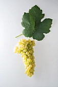 The Himbertscha white wine grape with a vine leaf