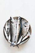 Frische Fische in einer Schale auf Eis (Makrele, Seebarsch, Meerbrasse und Sprotten)