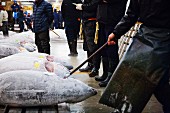 Thunfische am Tsukiji-Fischmarkt in Tokio, Japan