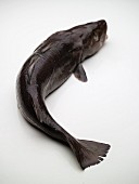 A Skrei (Norwegian cod, Norway) in front of a white background