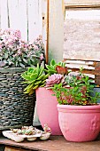 Pink painted plant pots with succulents and with mint