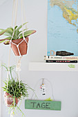 Succulents in terracotta pots in macrame pot hangers