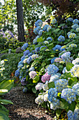 Blau blühende Hortensien im Garten