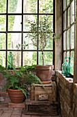 Potted plants in rustic orangery