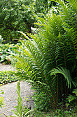 Fern growing in garden